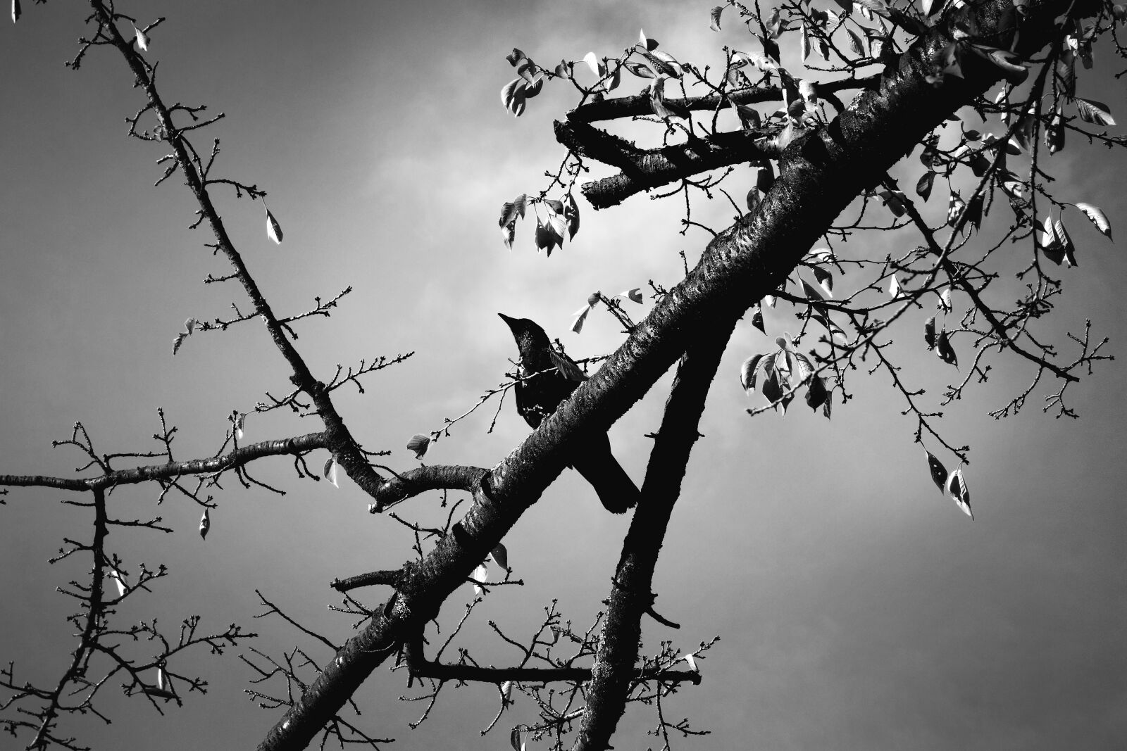 Sony Cyber-shot DSC-RX100 sample photo. Bird, wildlife, animal photography