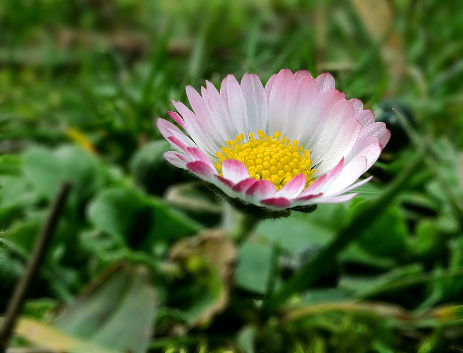 Fujifilm XC 16-50mm F3.5-5.6 OIS II sample photo. Spring, spring awakening, harbinger photography