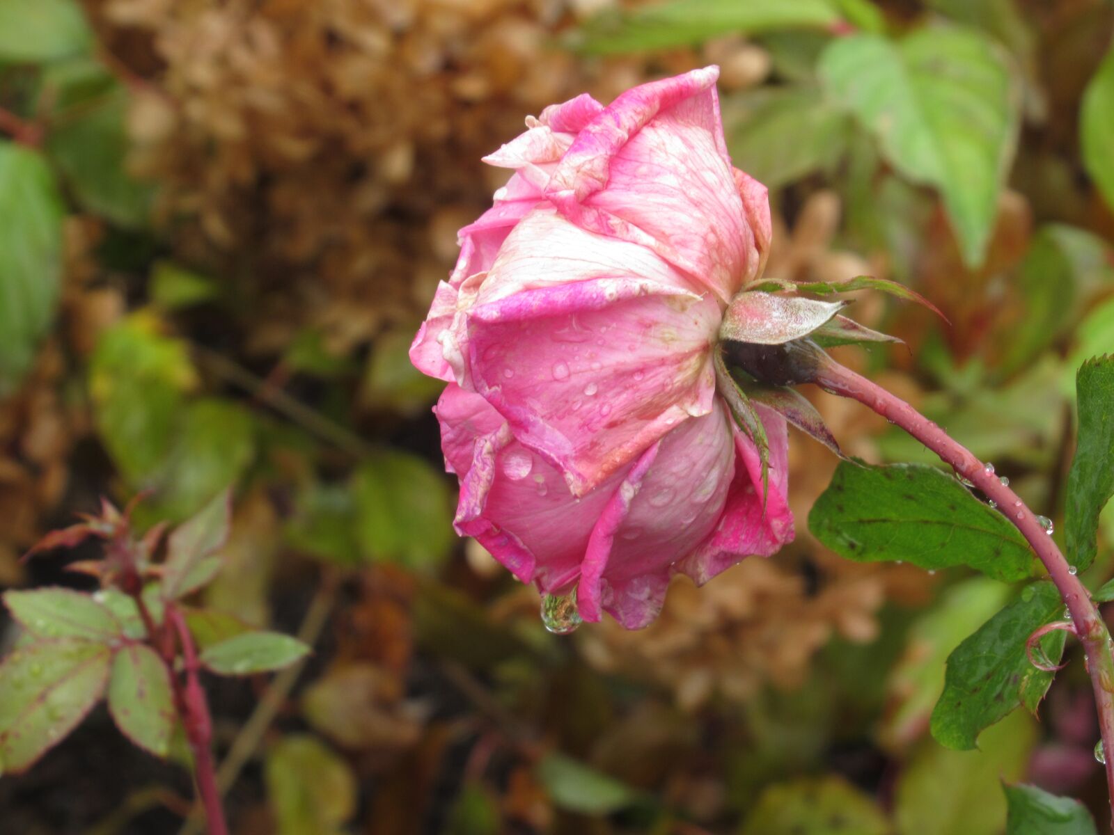 Canon PowerShot SX620 HS sample photo. Rose, flower, nature photography