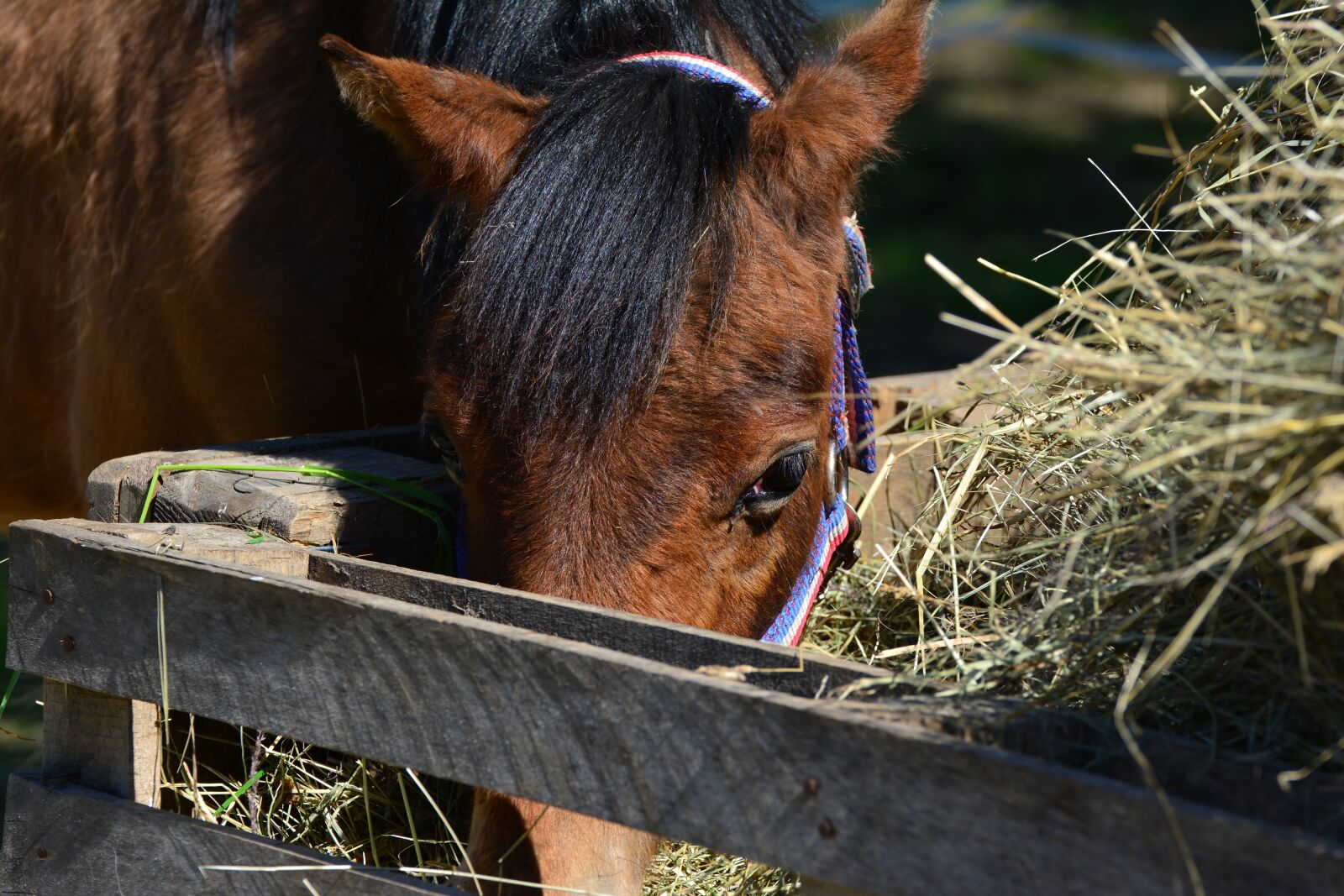 Nikon D5200 sample photo. Horse, hay, eat photography