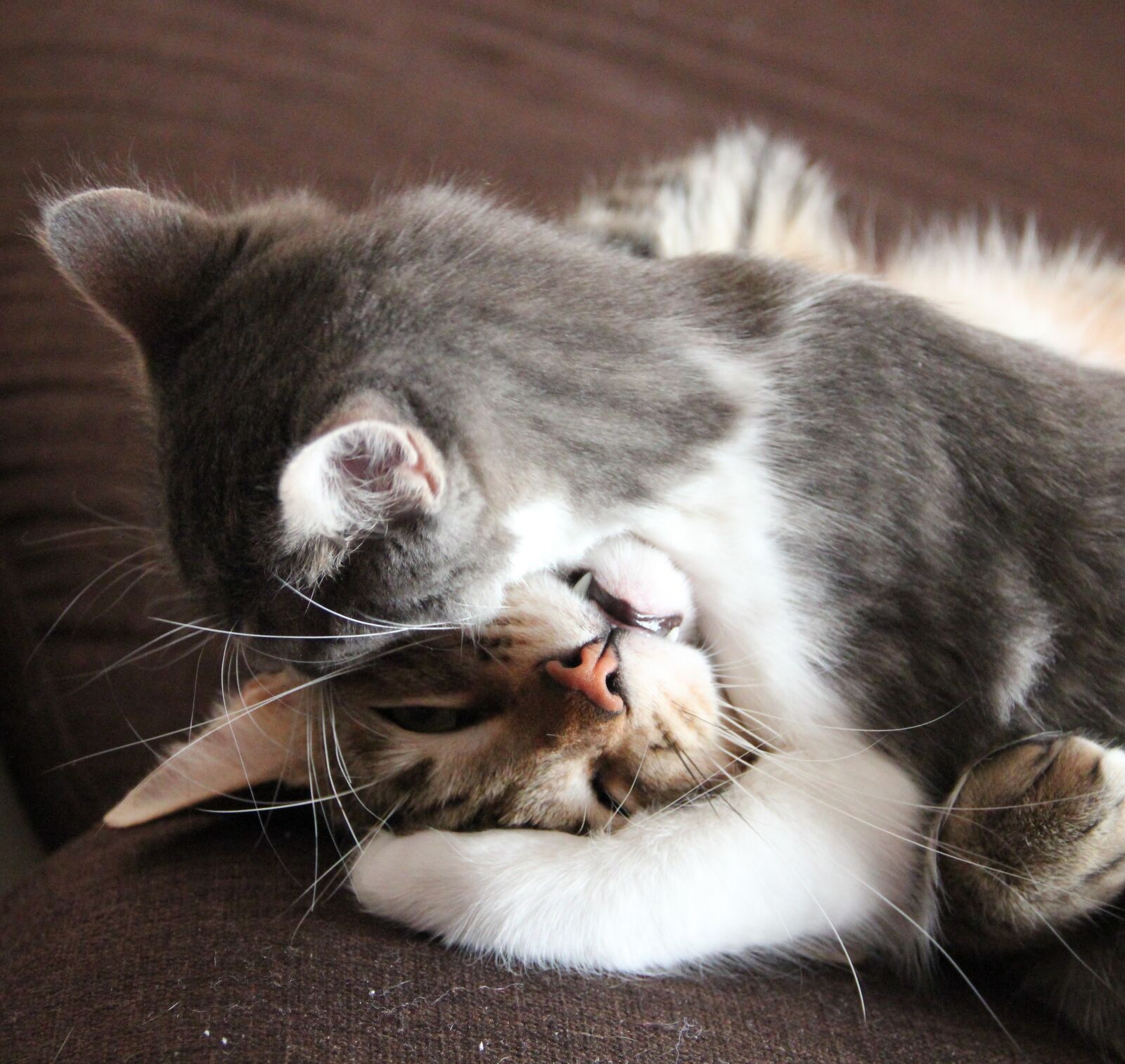Canon EOS 550D (EOS Rebel T2i / EOS Kiss X4) sample photo. Cat, cats, cat nose photography