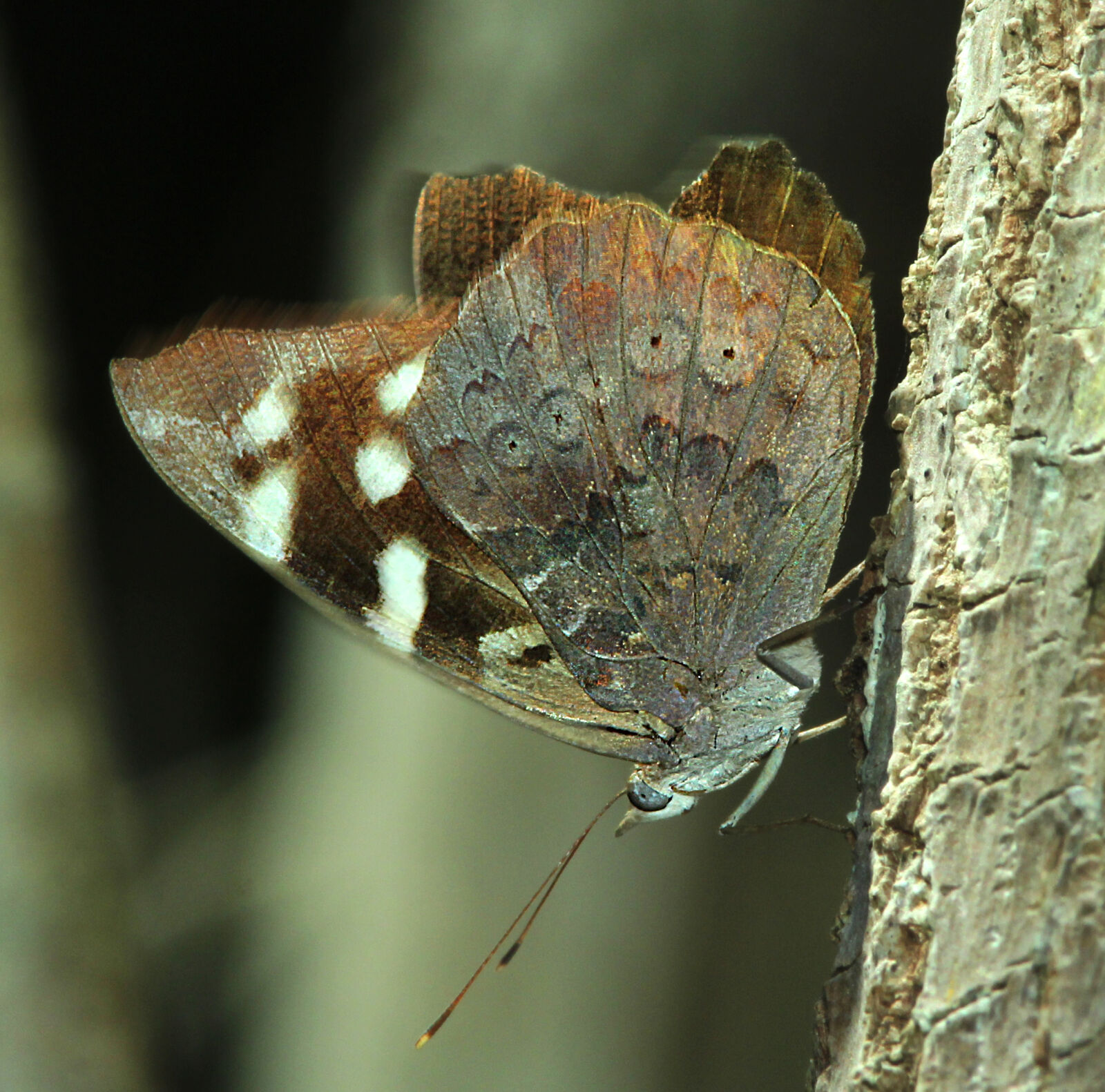 Canon EF 300mm F4L IS USM sample photo