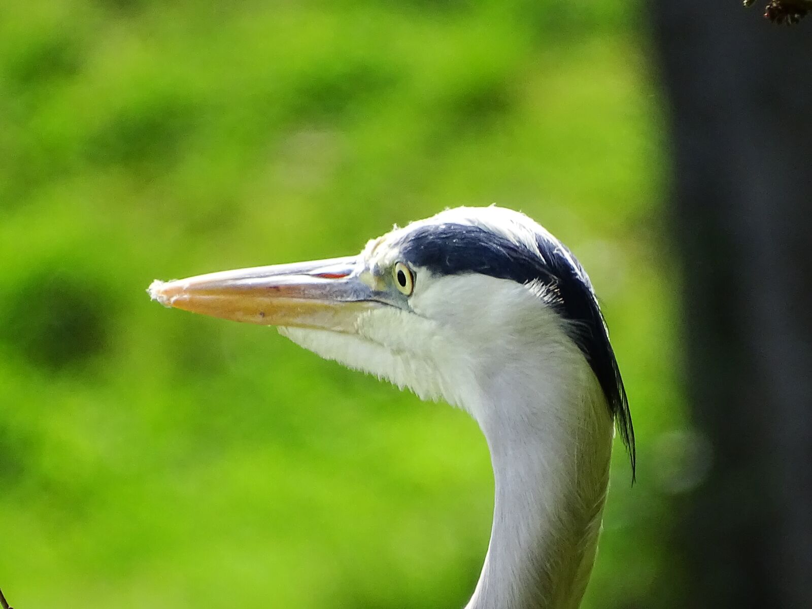 Sony Cyber-shot DSC-HX400V sample photo. Heron, detail, close up photography