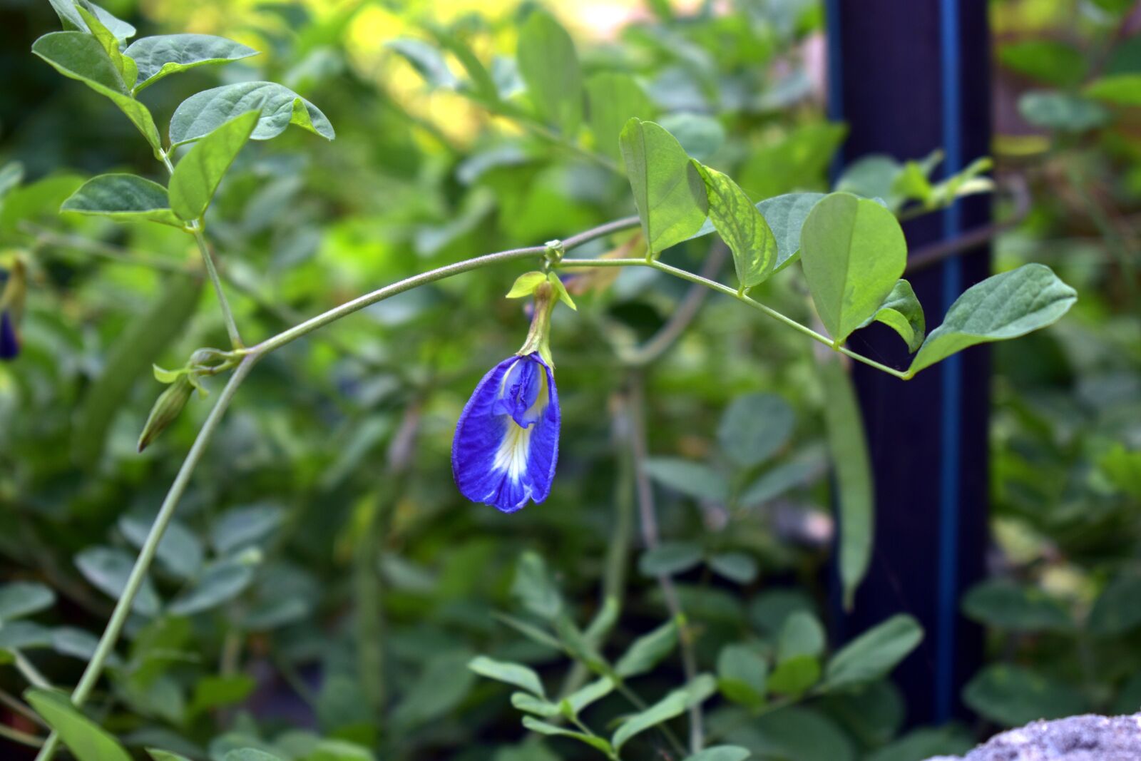 Nikon D5600 sample photo. Butterfly pea, clitoria ternatea photography