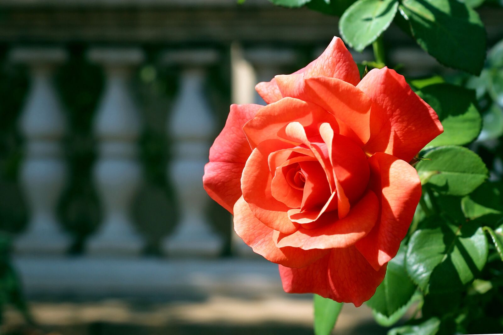 Canon EOS 650D (EOS Rebel T4i / EOS Kiss X6i) sample photo. Rose, flower, floral photography