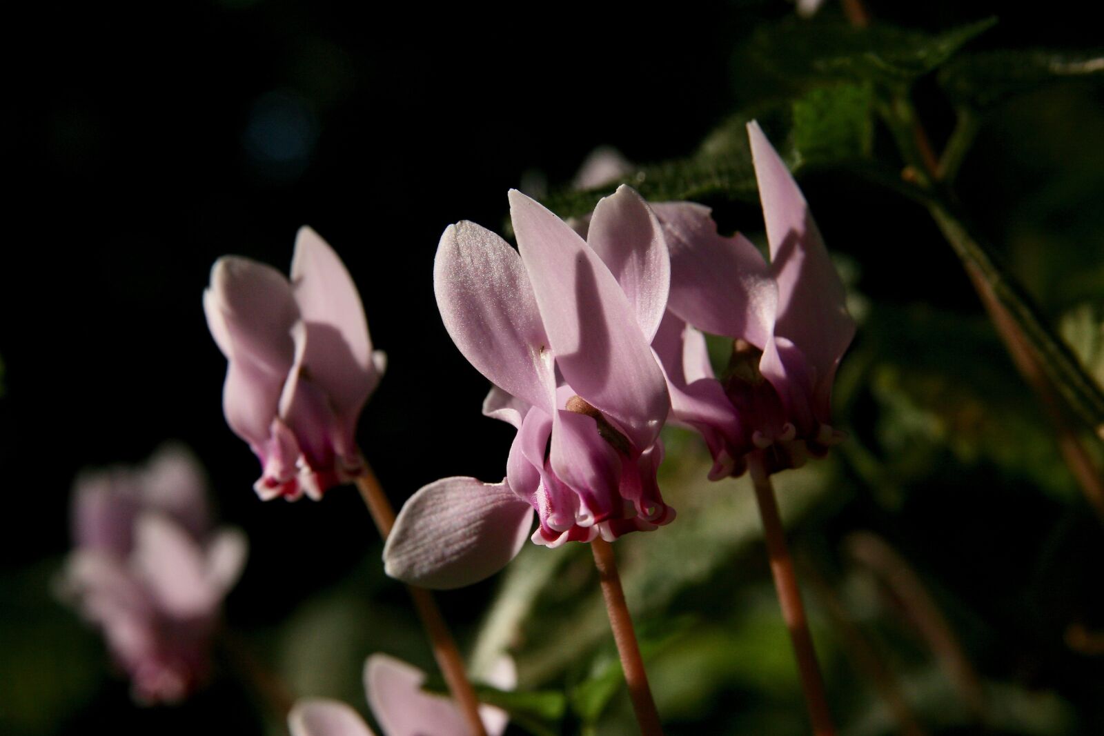 Canon EOS 400D (EOS Digital Rebel XTi / EOS Kiss Digital X) sample photo. Flowers, cyclamen, pink photography