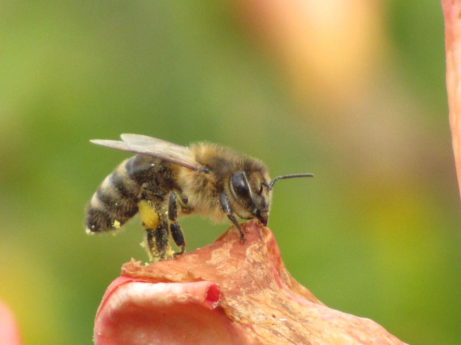 Canon PowerShot SX20 IS sample photo. Bee, blossom, bloom photography