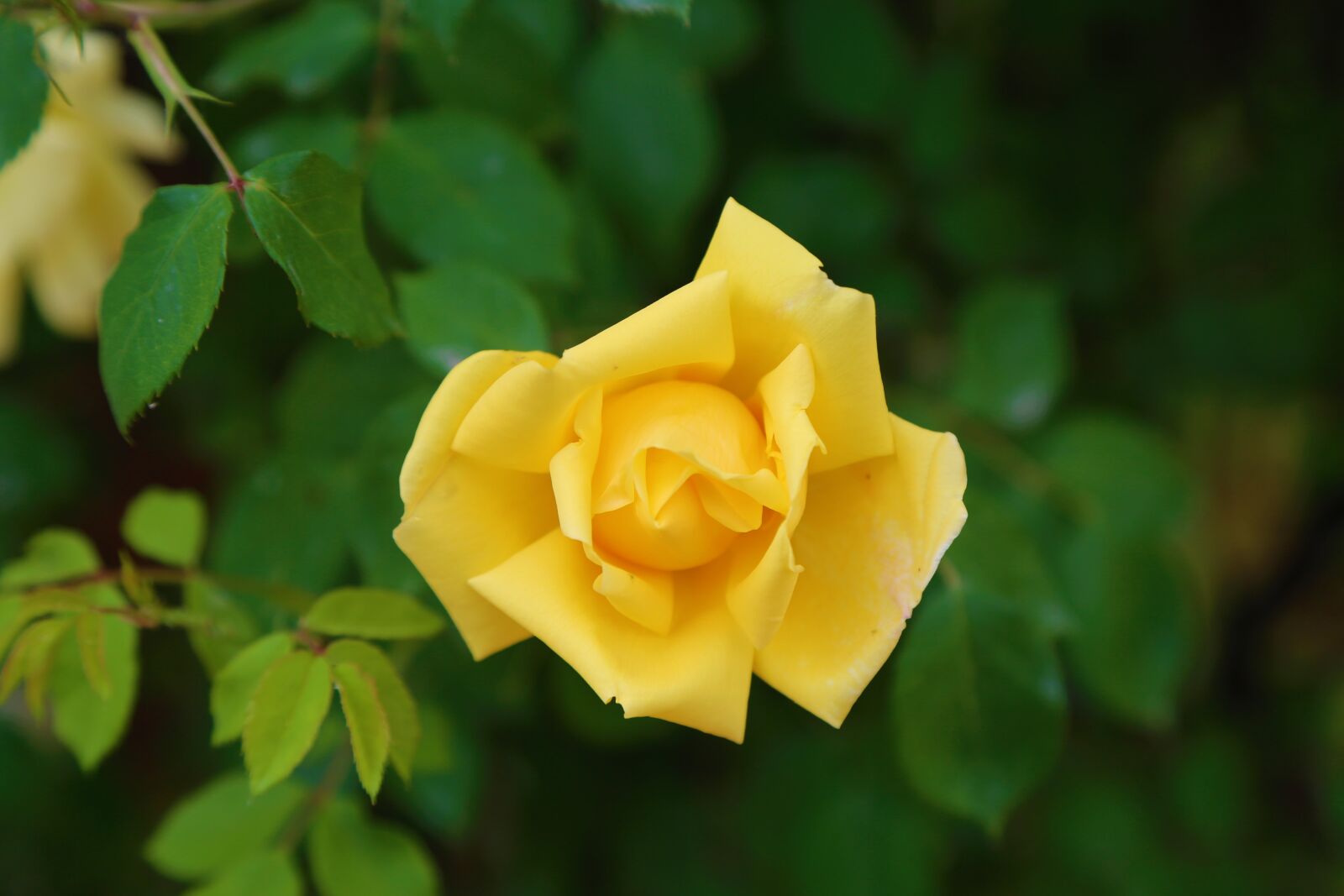 Canon EF 24-105mm F4L IS USM sample photo. Rose, yellow rose, flower photography