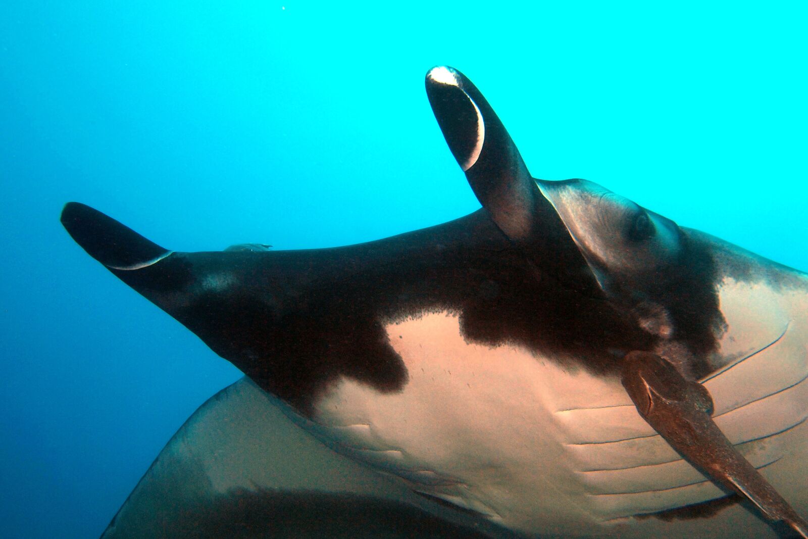 Olympus PEN E-PL2 sample photo. Manta, ray, underwater photography