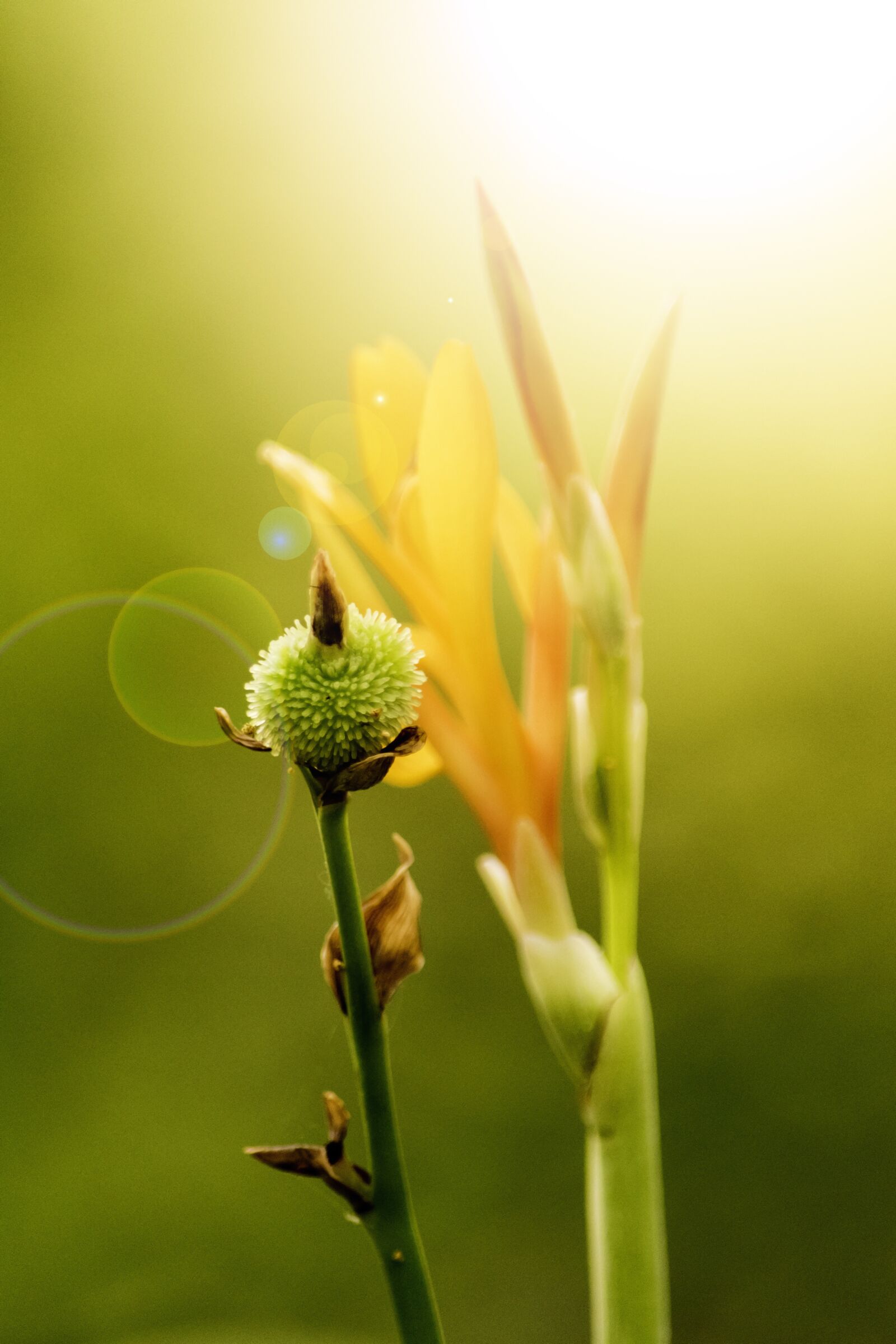 Nikon D5500 sample photo. Nature, flower, flora photography