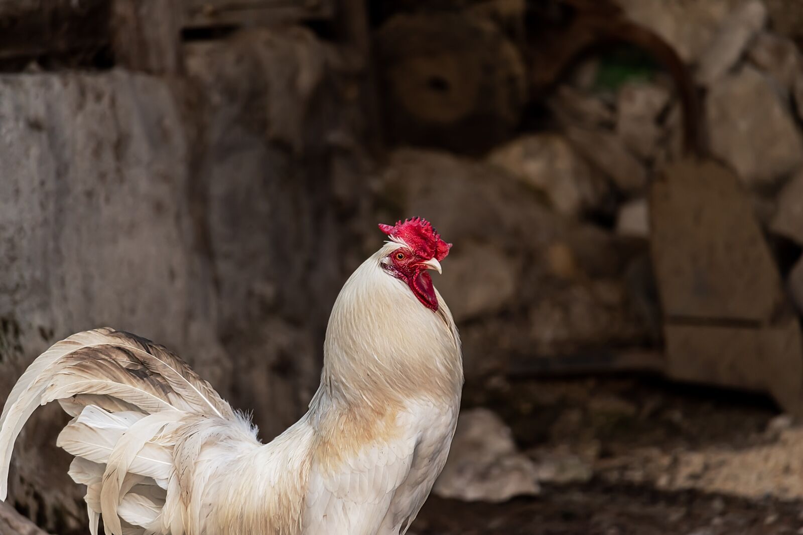 Canon EF-S 55-250mm F4-5.6 IS STM sample photo. Gallo, hen, chicken photography