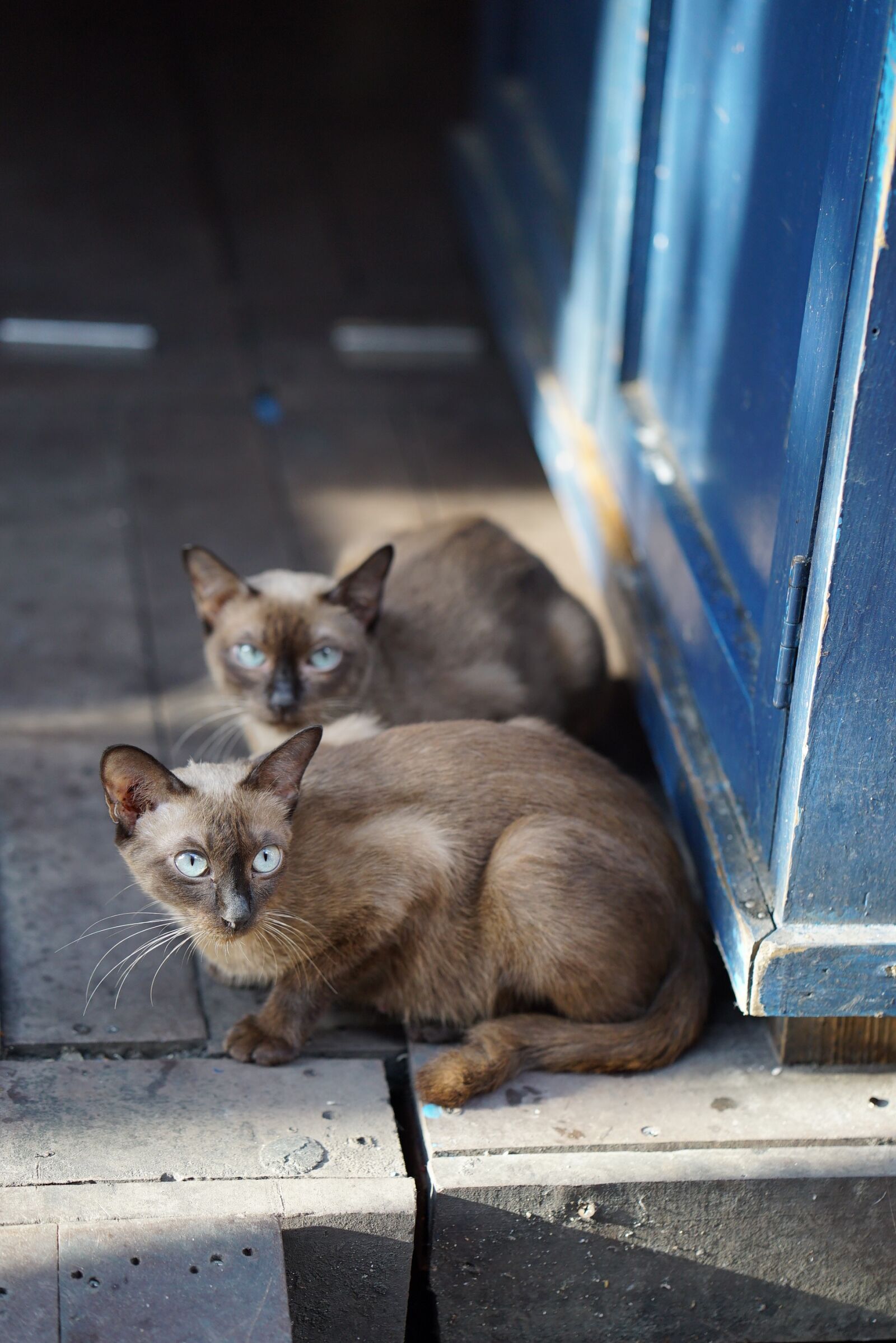 ZEISS Batis 85mm F1.8 sample photo. Cat, friends, asia photography