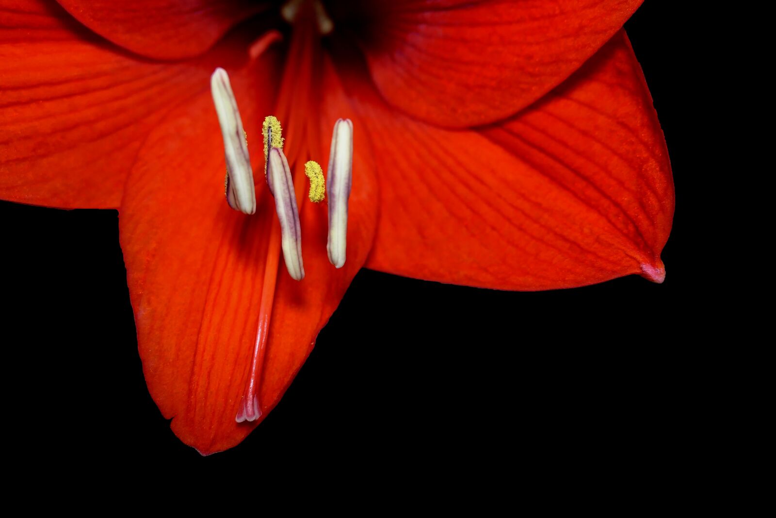 Panasonic Lumix DMC-LX10 (Lumix DMC-LX15) sample photo. Amaryllis, amaryllidaceae, plant photography