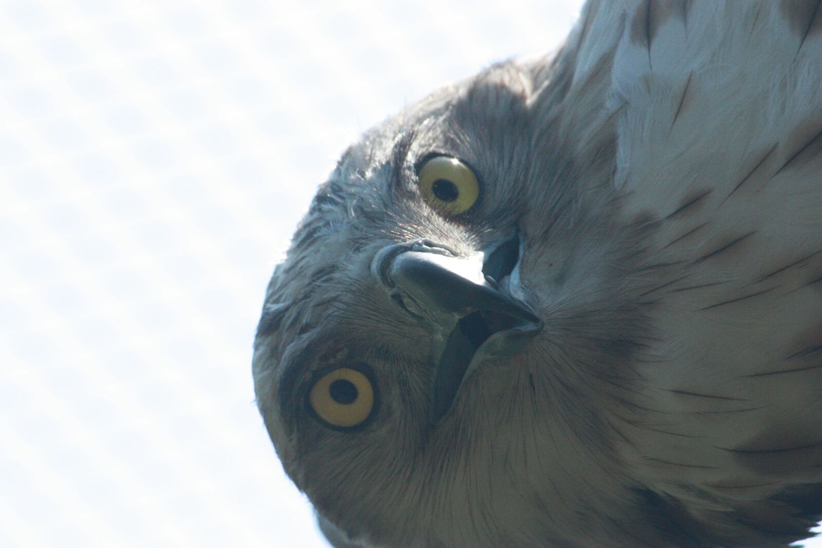 Canon EOS 450D (EOS Rebel XSi / EOS Kiss X2) sample photo. Short-toed eagle, short-toed snake photography