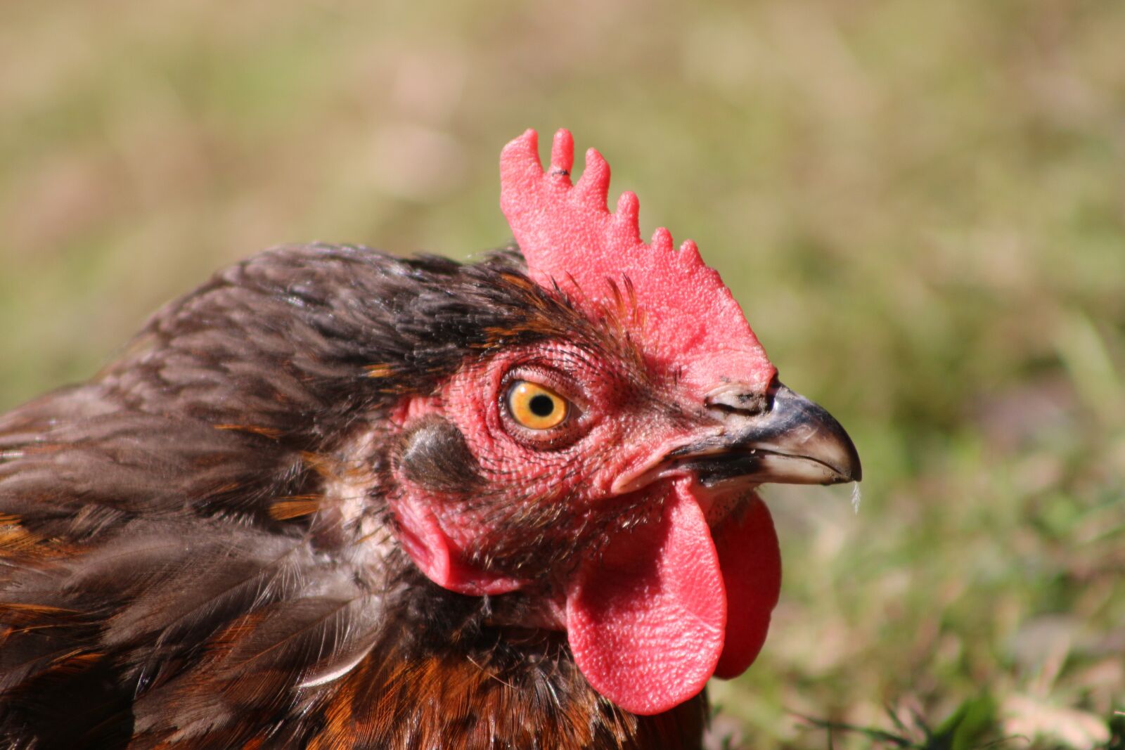 Canon EF75-300mm f/4-5.6 sample photo. Chicken, hen, poultry photography