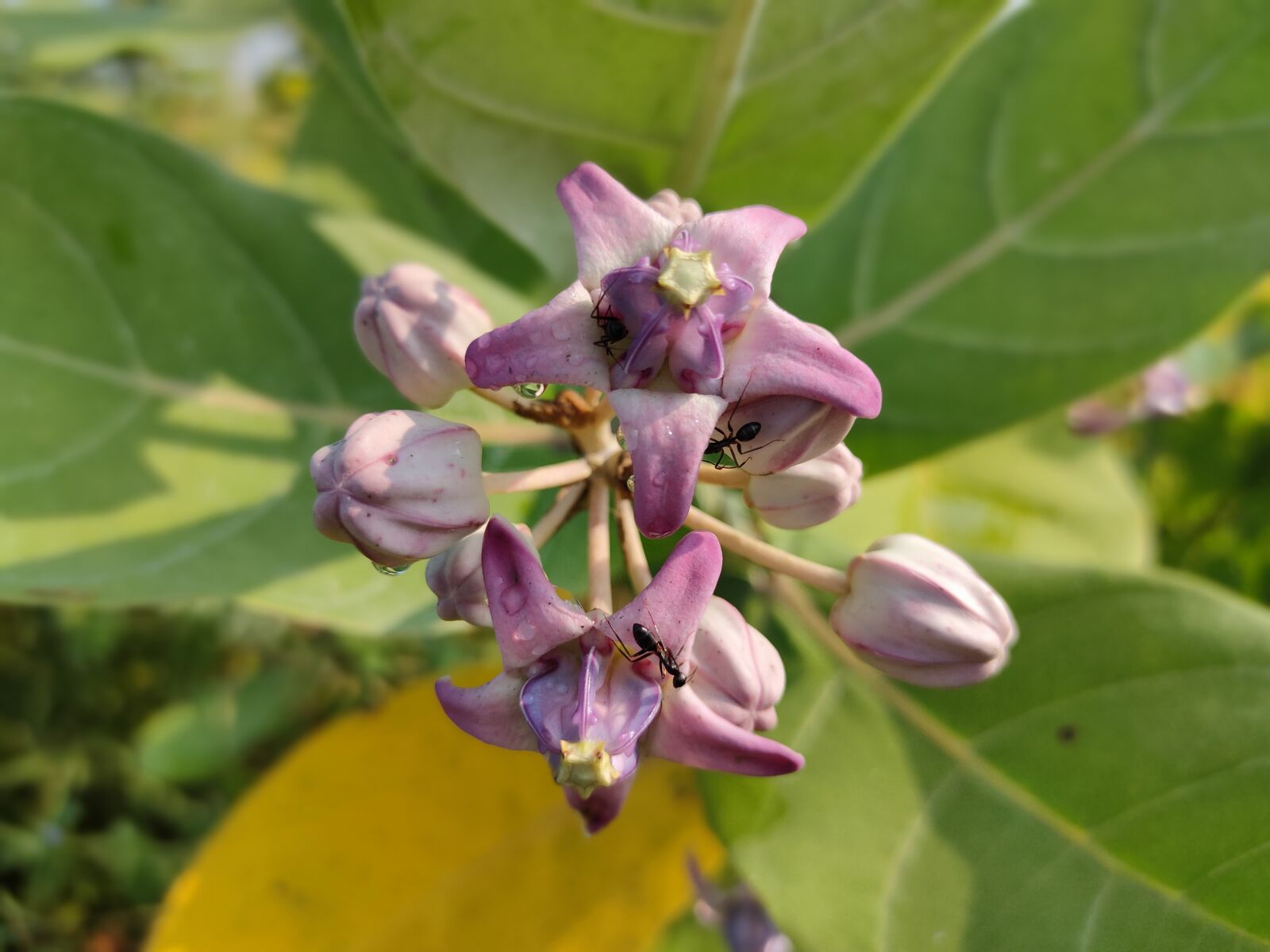 Realme XT sample photo. Giant calotrope, flower, roadside photography