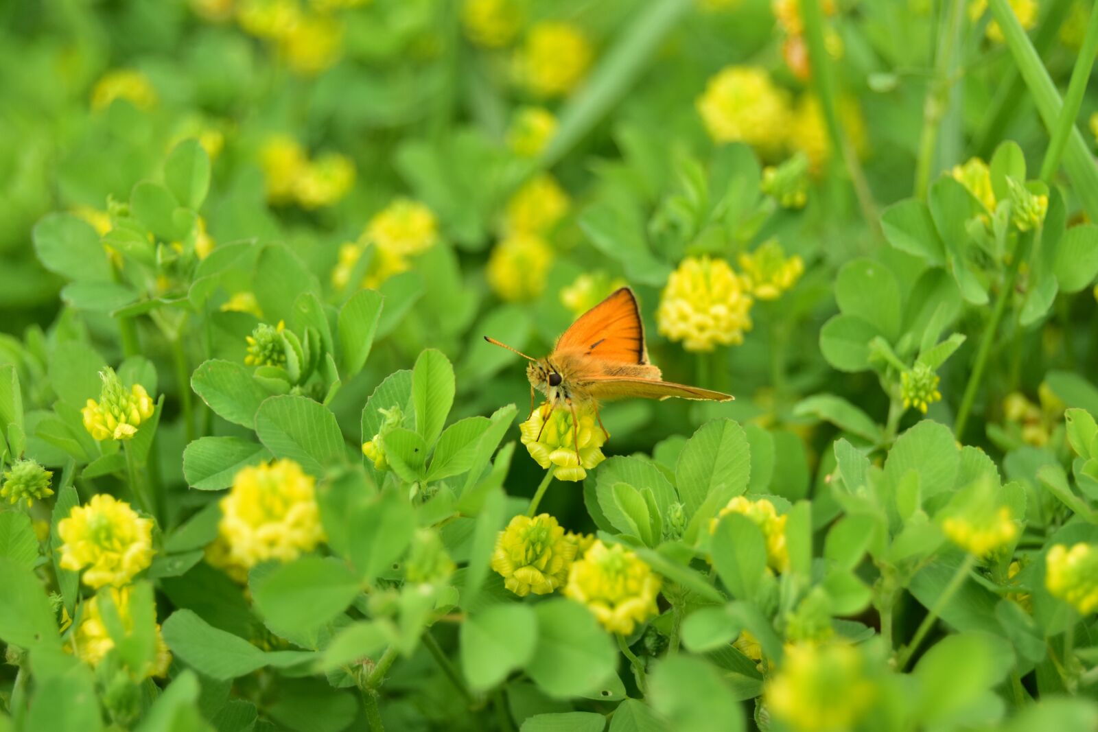 Nikon D5600 sample photo. Skipper, butterfly, insect photography