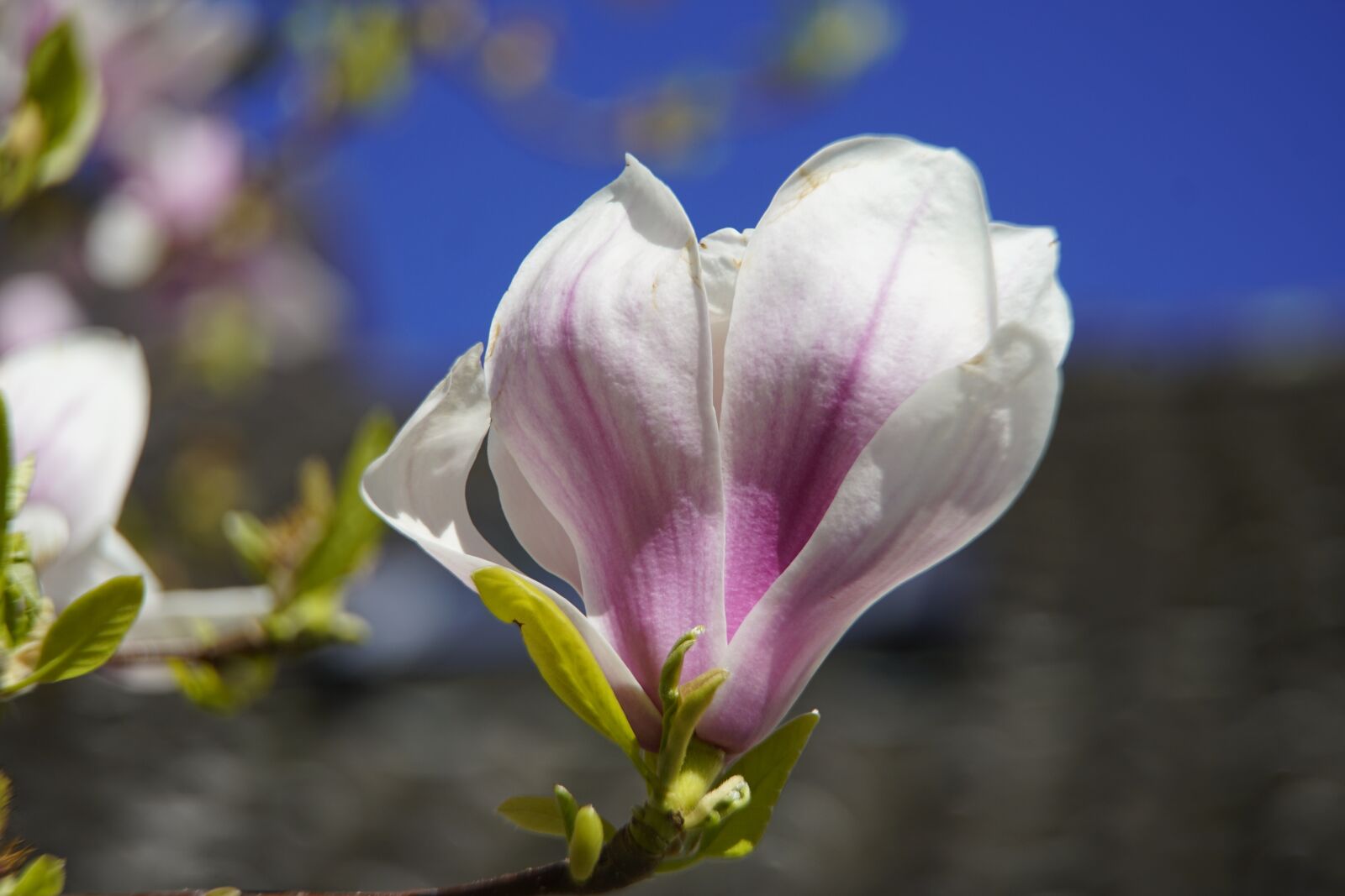Sony a7R II + Sony E PZ 18-105mm F4 G OSS sample photo. Magnolia, flower, pink photography