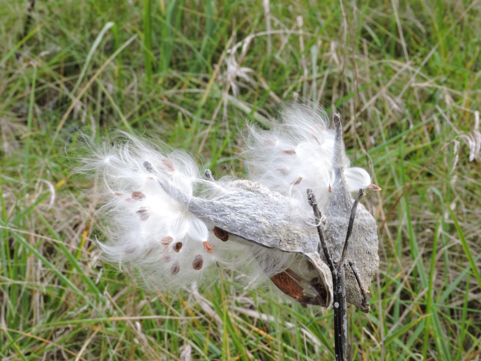 Nikon Coolpix P600 sample photo. Milkweed, open, display, seeds photography
