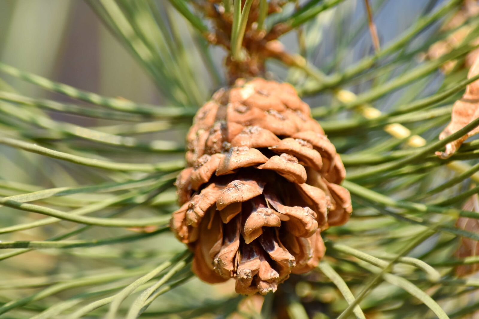 Nikon D5500 sample photo. Branches, white spruce, evergreen photography