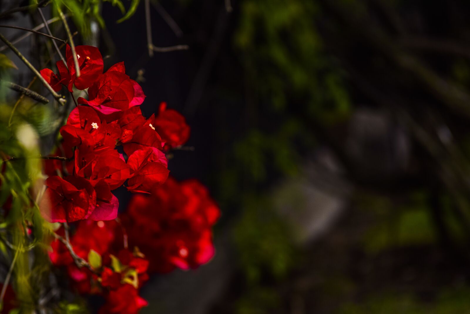 Nikon D3300 sample photo. Flowers, flora, spring photography