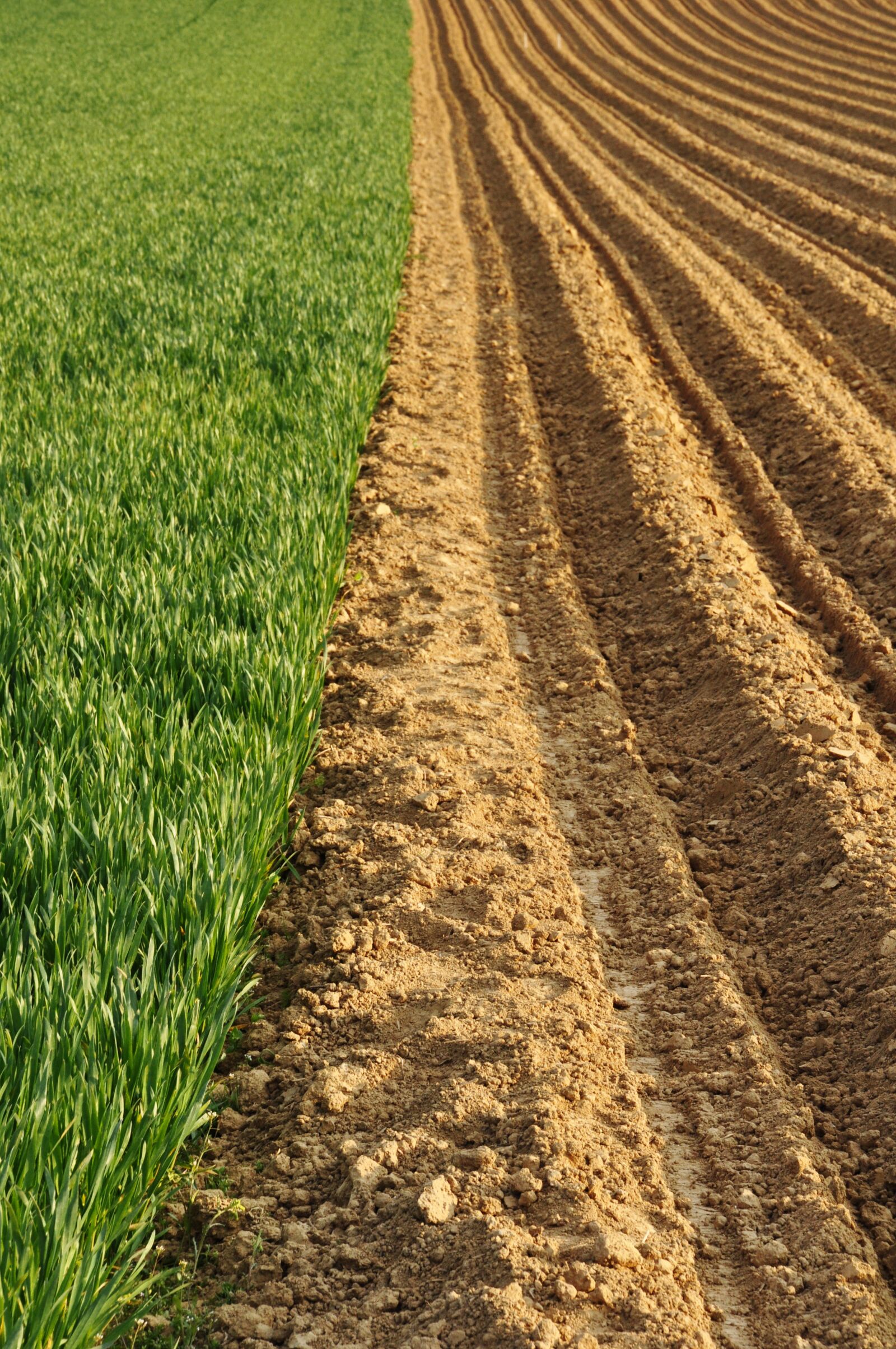 Nikon D90 sample photo. Field, labour, earth photography