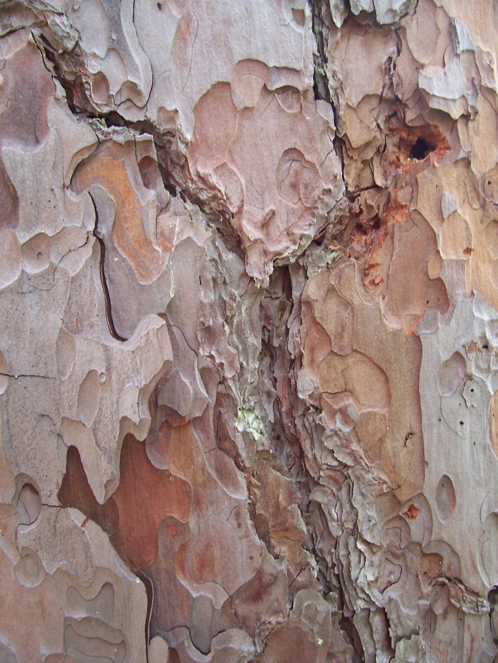 Kodak CX7430 ZOOM DIGITAL CAMERA sample photo. Bark, brown, close, up photography