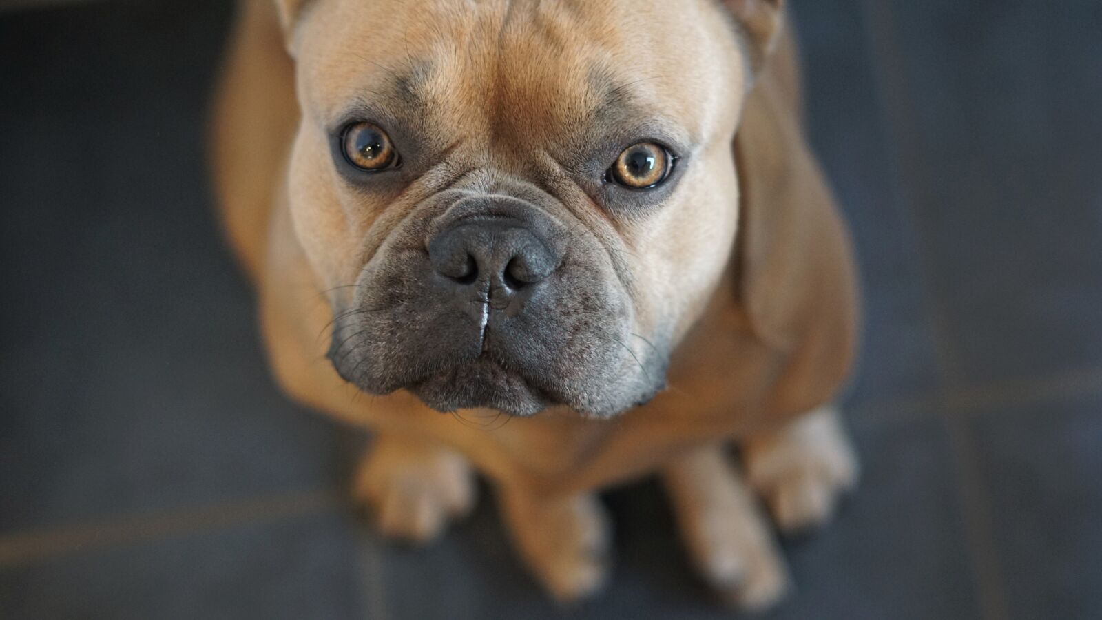 Sony a6000 sample photo. French bulldog, dog, animal photography