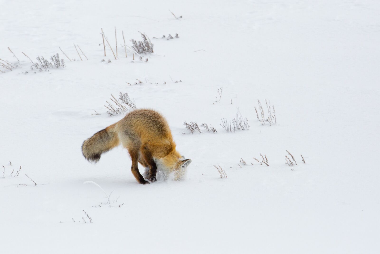 Canon EF 600mm F4L IS USM sample photo. Fox, red, digging photography