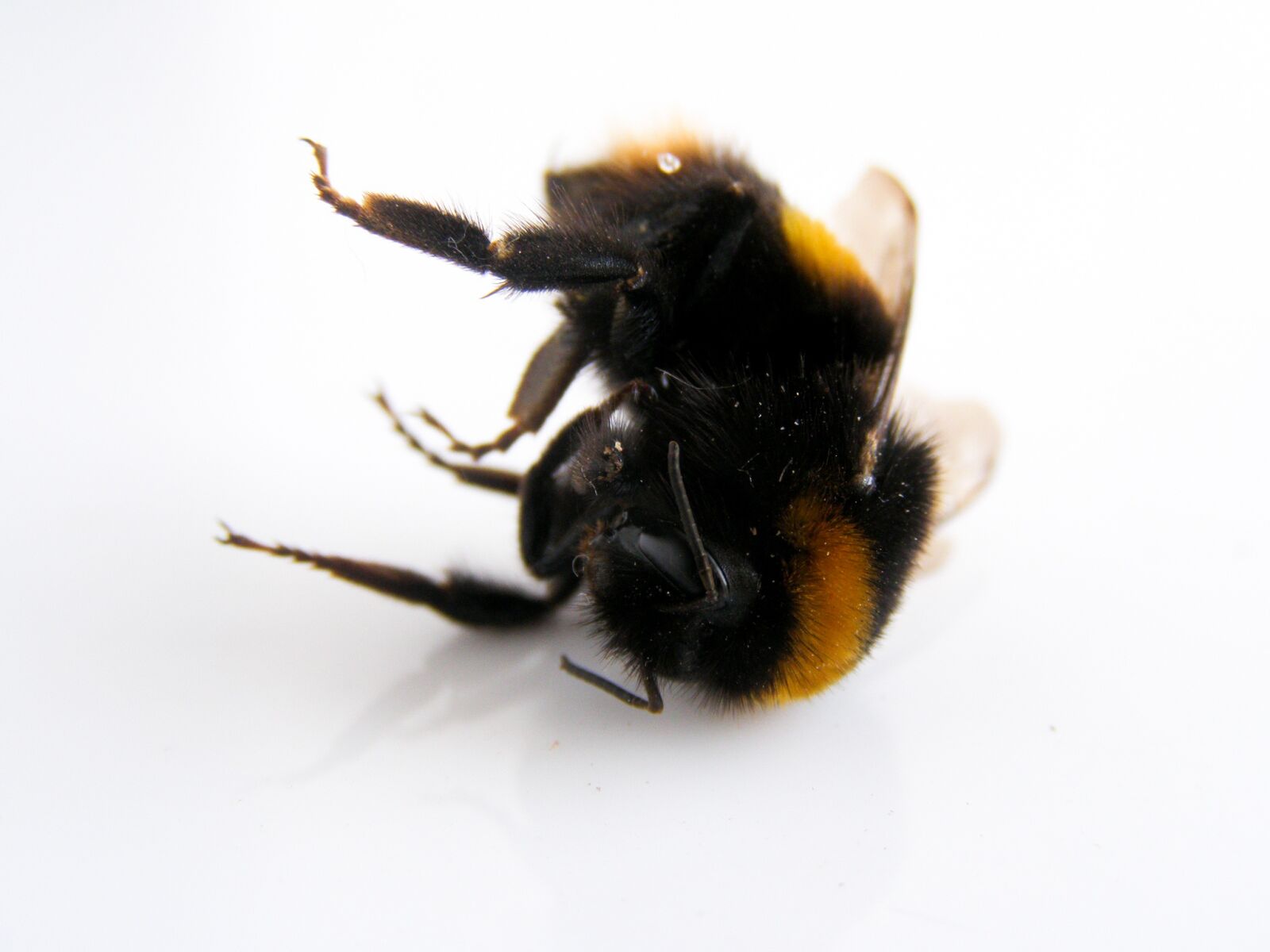 Olympus SP510UZ sample photo. Bumblebee, bee, nature photography