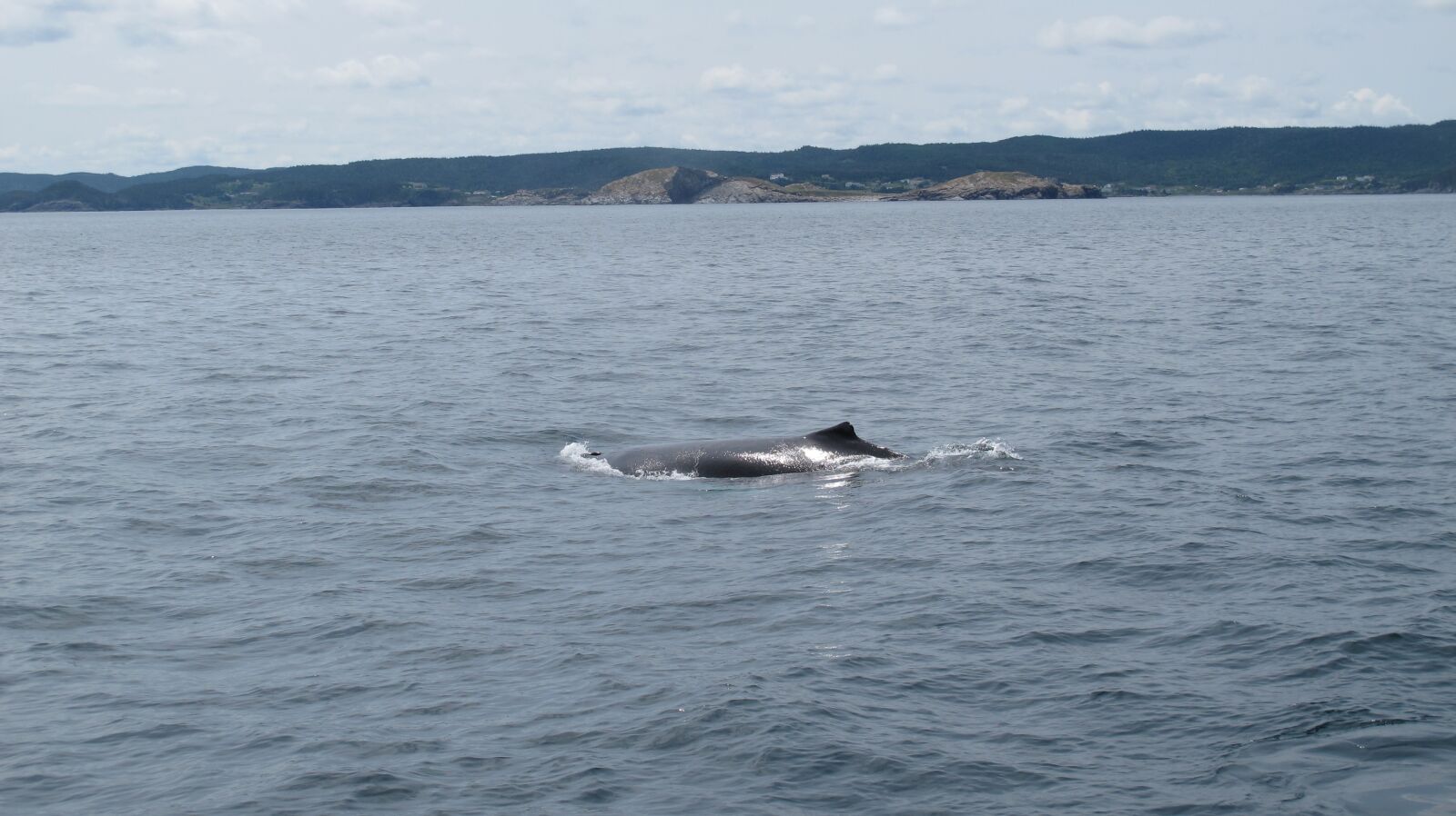Canon PowerShot G12 sample photo. Whale, breach, baybulls photography