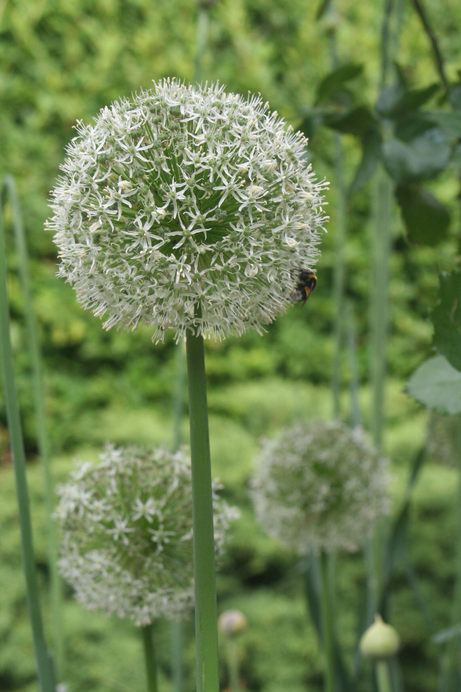 Canon EOS 350D (EOS Digital Rebel XT / EOS Kiss Digital N) sample photo. Miracles, nature, all the photography