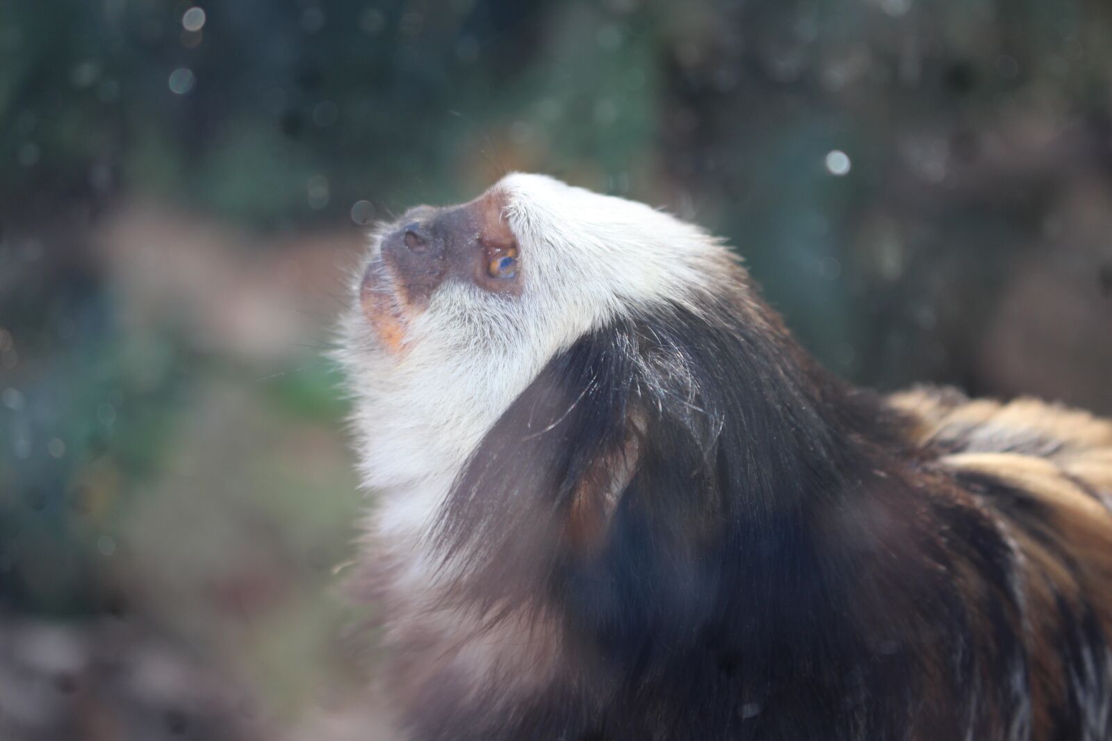 Canon EOS 700D (EOS Rebel T5i / EOS Kiss X7i) sample photo. Animal, monkey, jungle photography