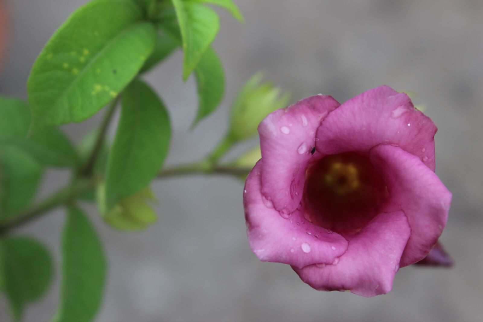 Canon EOS 600D (Rebel EOS T3i / EOS Kiss X5) sample photo. Flower, leaf, tulip photography