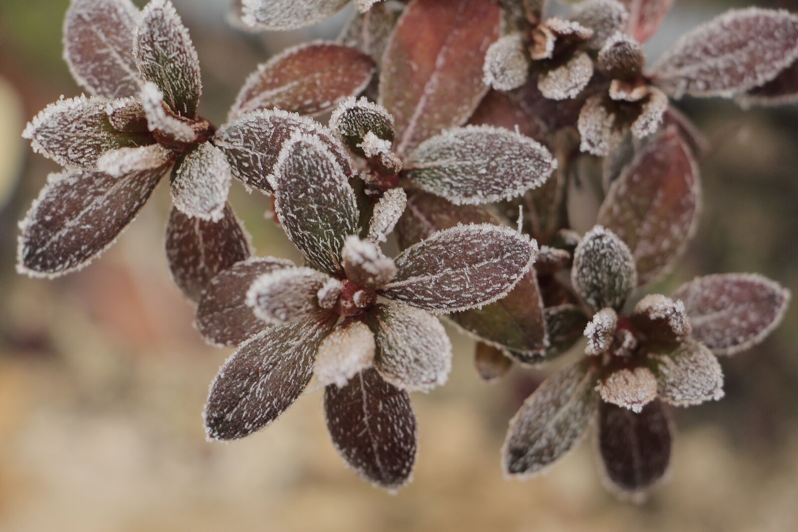 Canon EOS 700D (EOS Rebel T5i / EOS Kiss X7i) sample photo. Nature, plant, winter photography