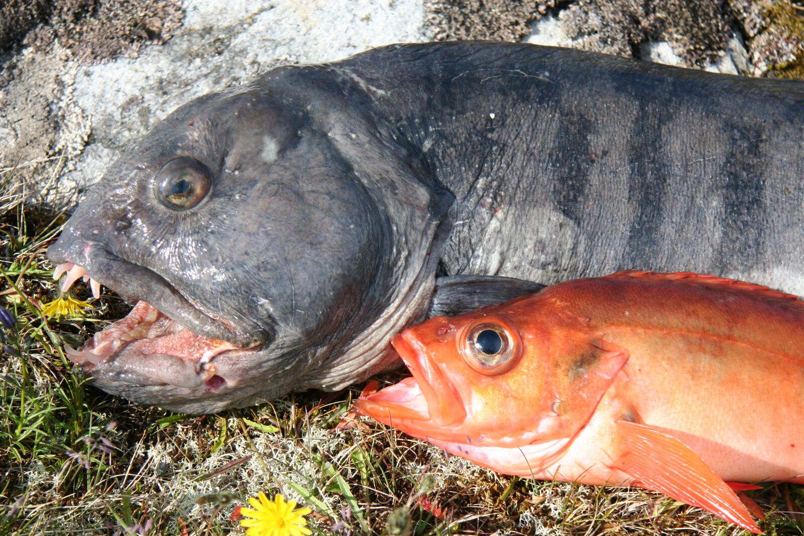 Canon EOS 20D sample photo. Fish, loach and snapper photography