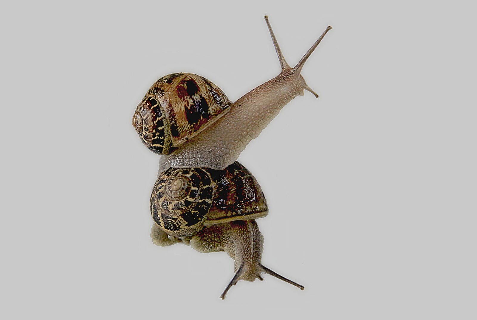 Canon EOS 5D Mark III sample photo. Snail, gastropod, shell photography