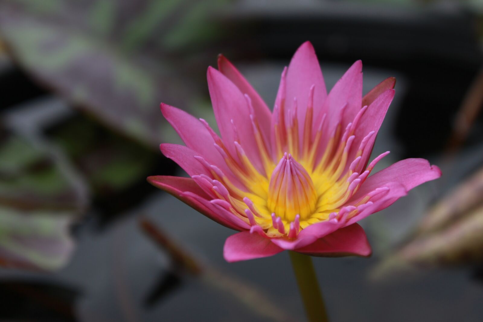 Canon EOS 500D (EOS Rebel T1i / EOS Kiss X3) sample photo. Kite, lotus, water lilies photography