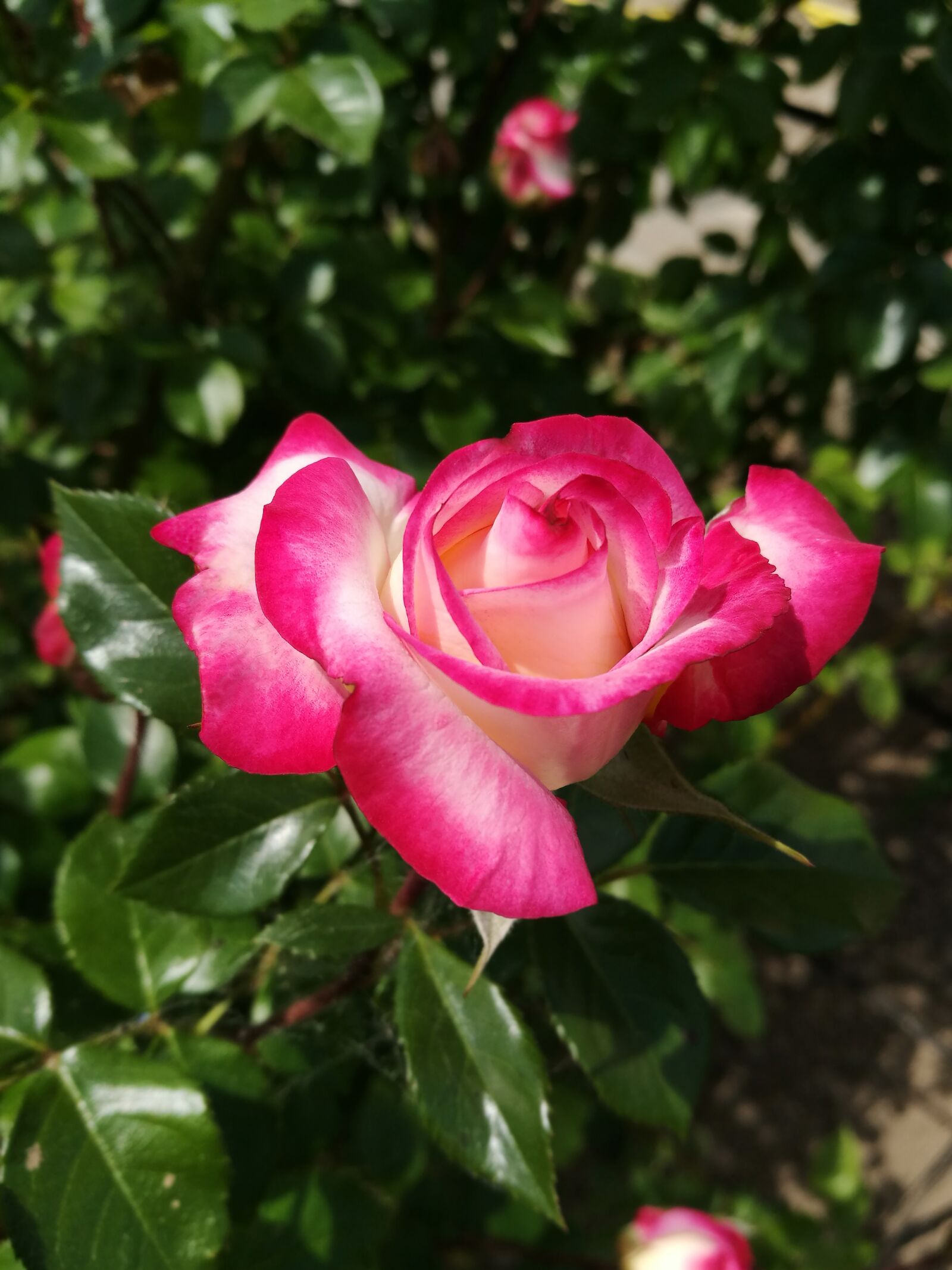 HUAWEI P9 sample photo. Rose, flowers, garden photography