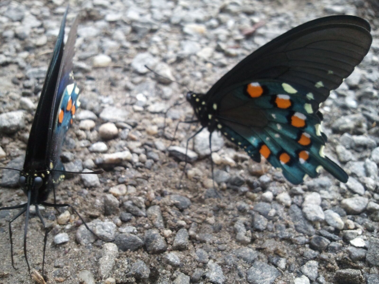 Samsung Galaxy S Vibrant sample photo. Butterfly photography