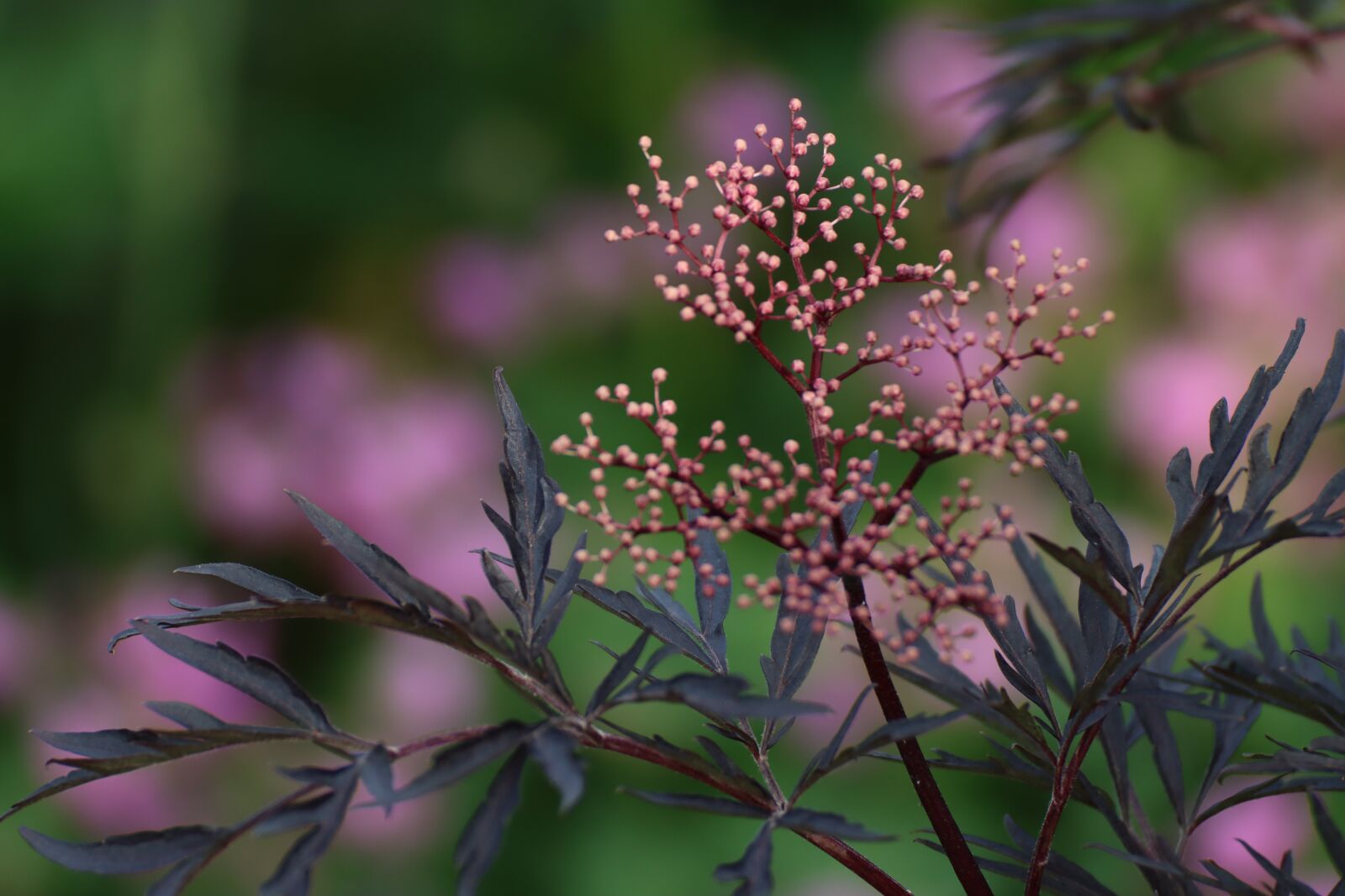 Canon EOS 90D sample photo. Flowers, bush, garden photography