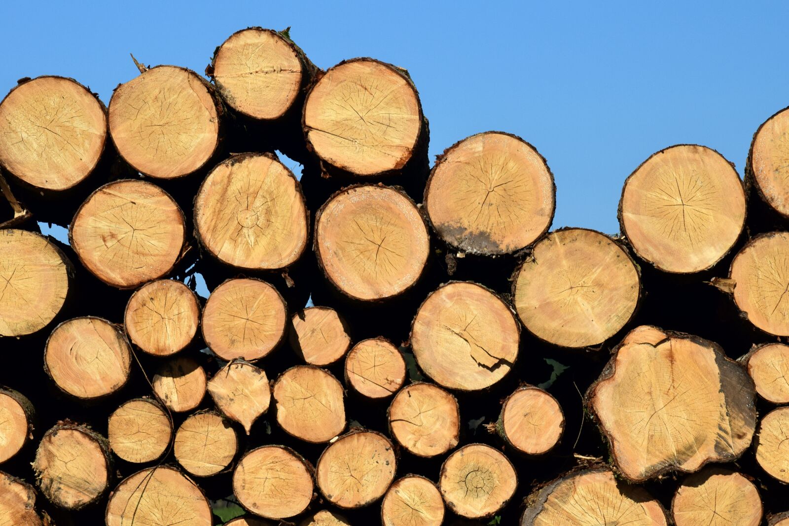 Nikon D3300 sample photo. Background, pile, firewood photography