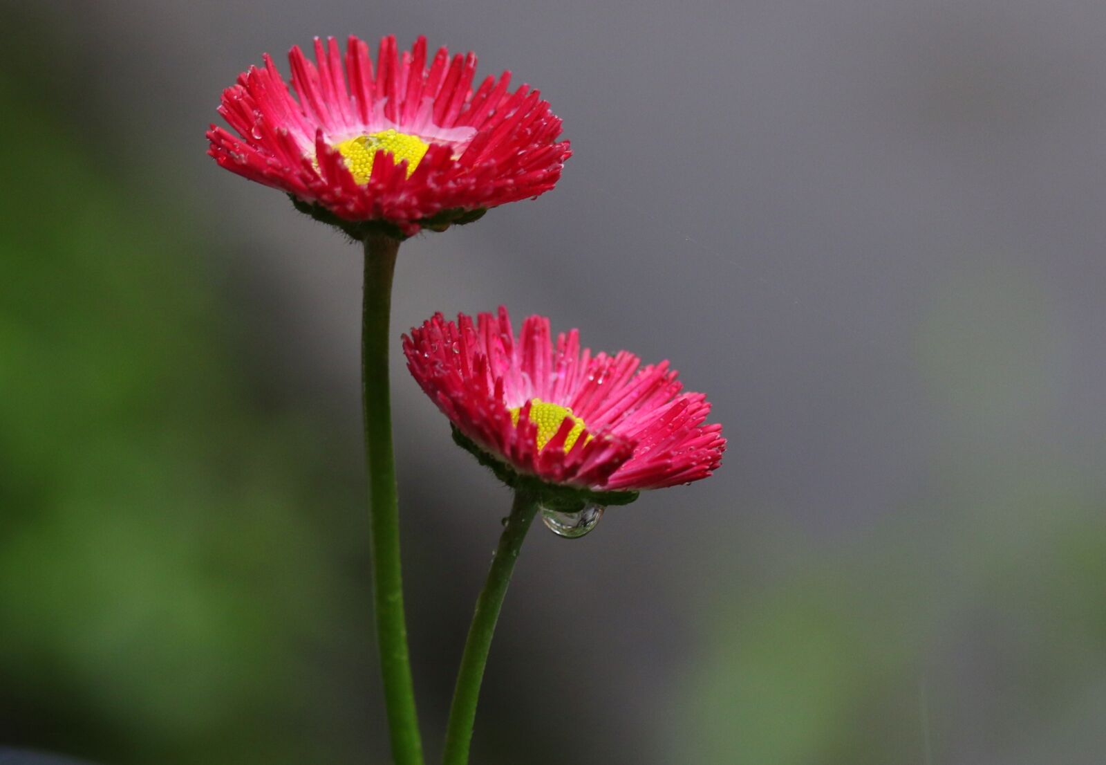 Canon EF-S 60mm F2.8 Macro USM sample photo. Flower, red, supplies photography