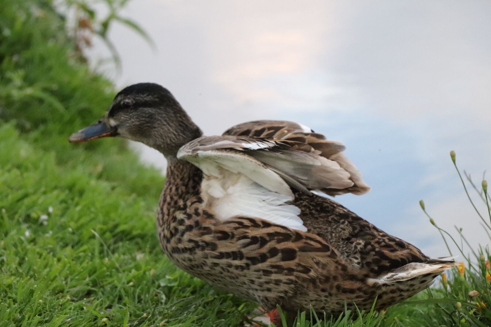 Canon EOS 77D (EOS 9000D / EOS 770D) sample photo. Texel, duck, water photography