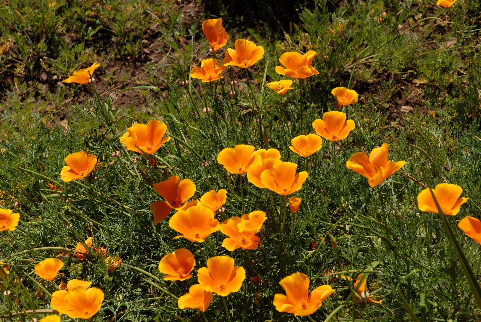 Nikon D200 sample photo. California, poppy, orange photography