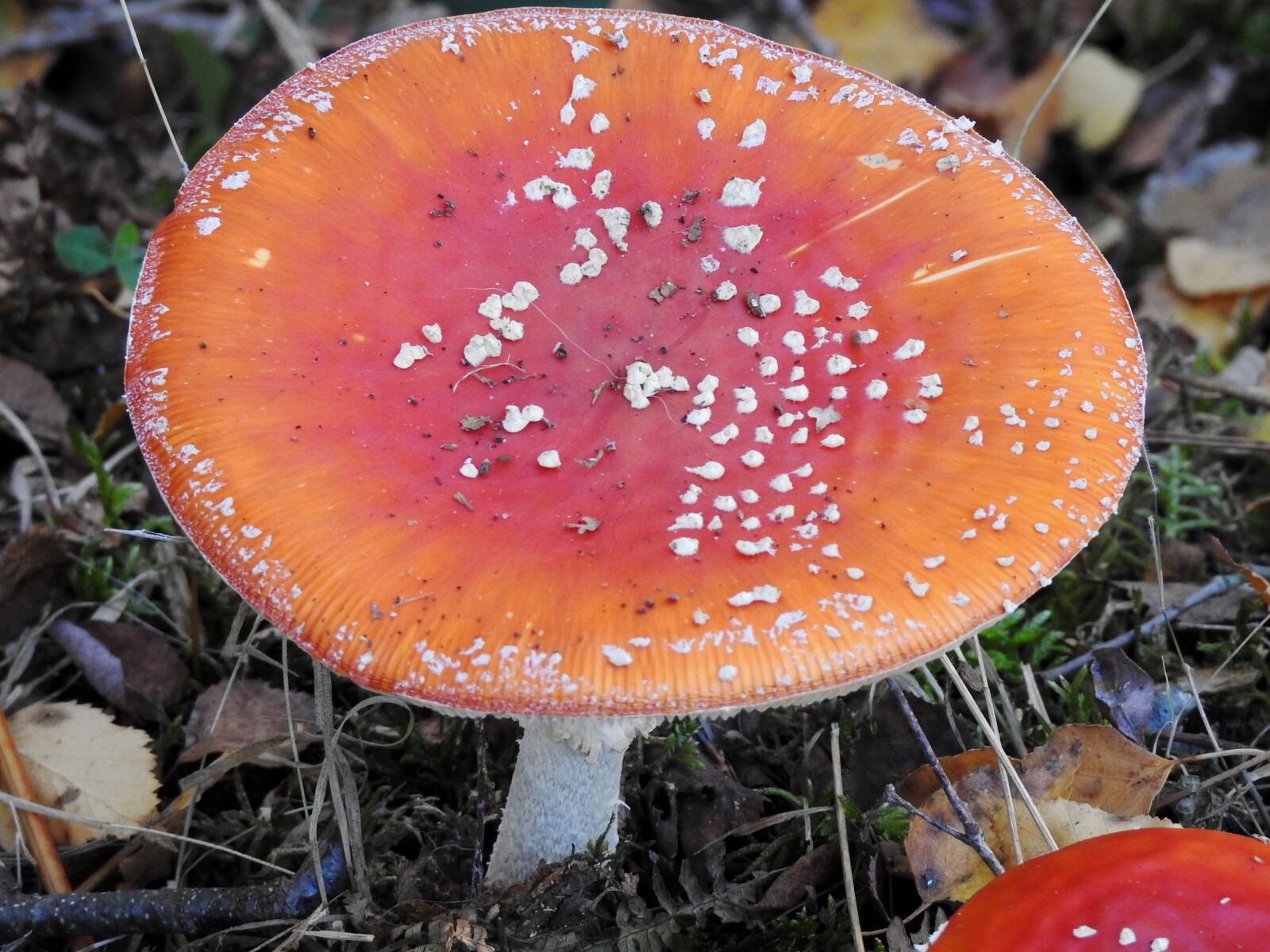 Nikon Coolpix P900 sample photo. Fungus, wood, outdoor photography