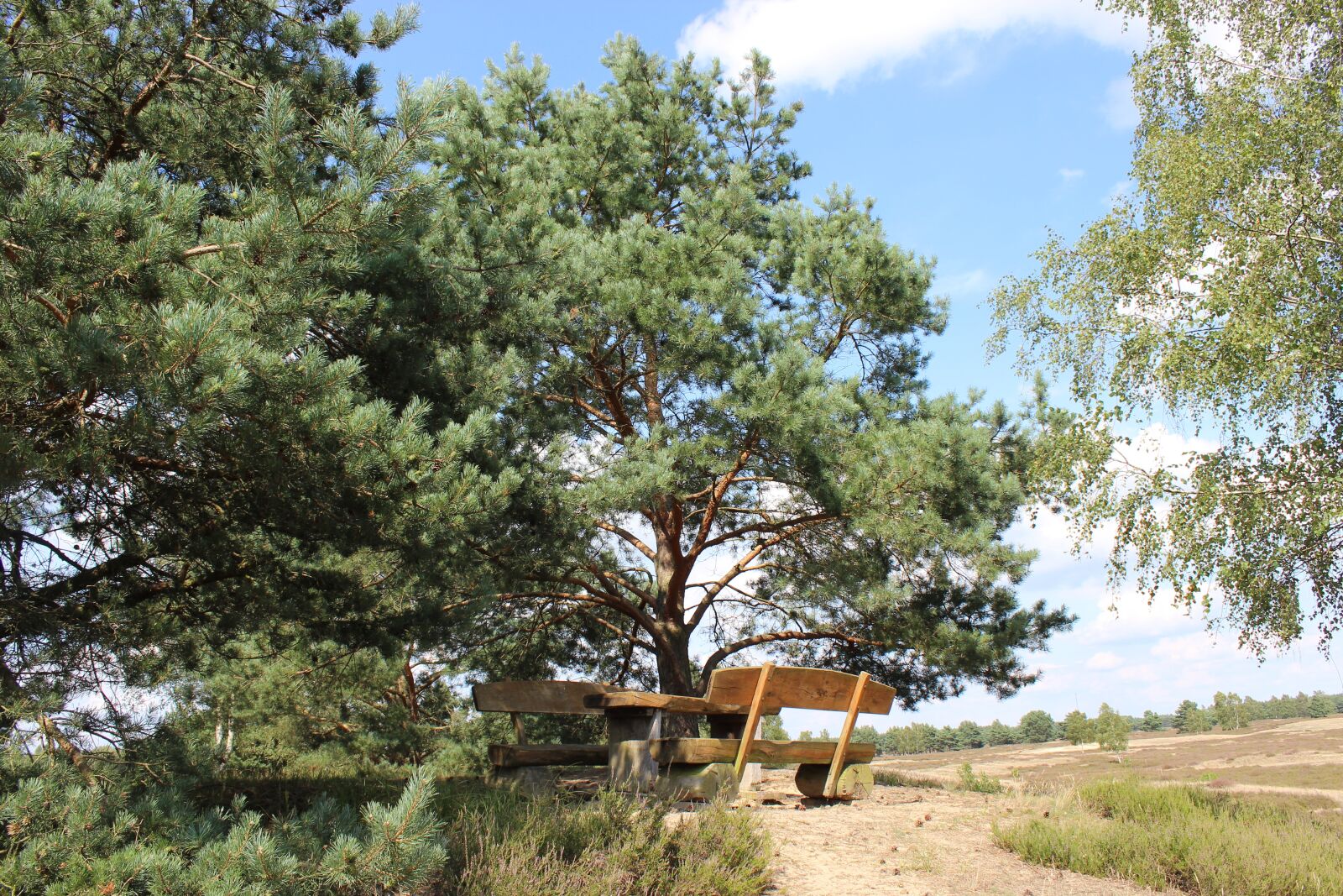 Canon EOS 600D (Rebel EOS T3i / EOS Kiss X5) sample photo. Heide, bank, trees photography