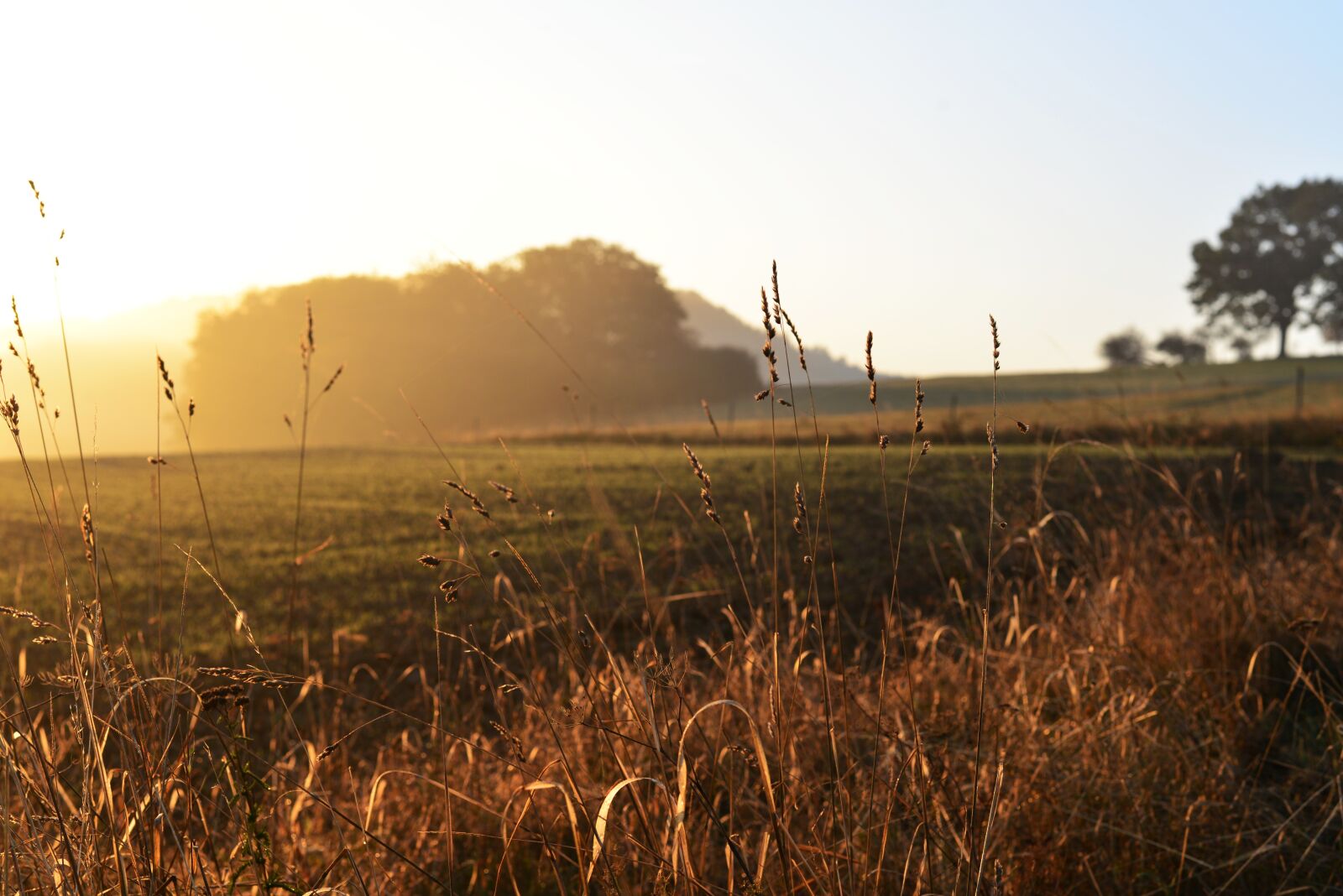 Nikon D610 sample photo. Field, fog, foggy photography