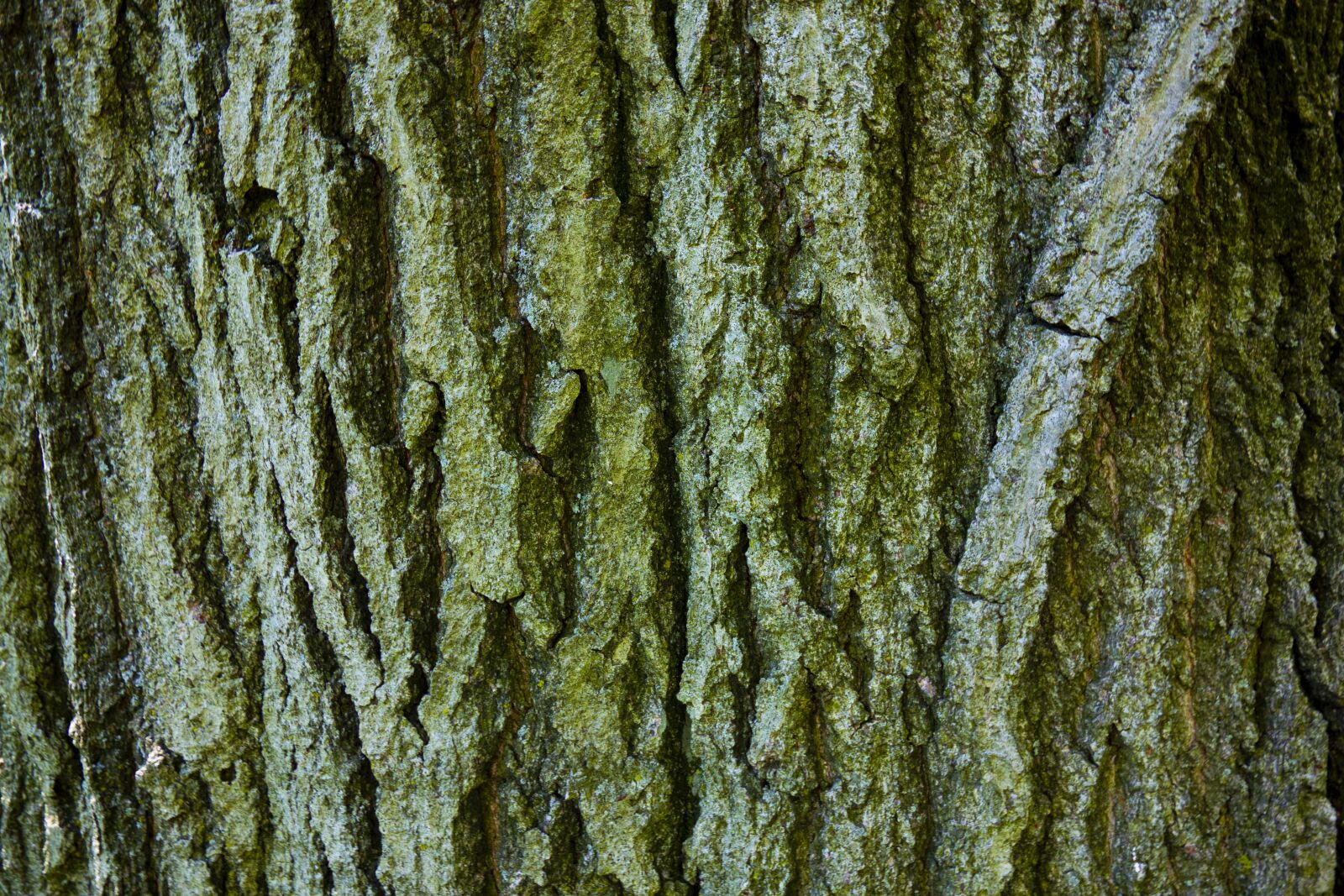 Sony Cyber-shot DSC-RX100 sample photo. Tree, bark, oak photography