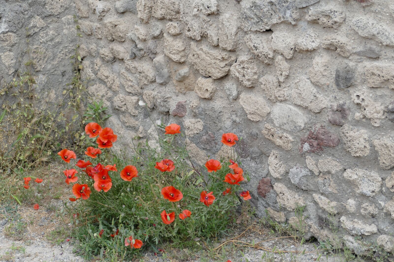 Panasonic Lumix DMC-FZ1000 sample photo. Pompeii, italy, naples photography